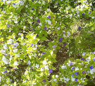 blue and white flowers at the same time